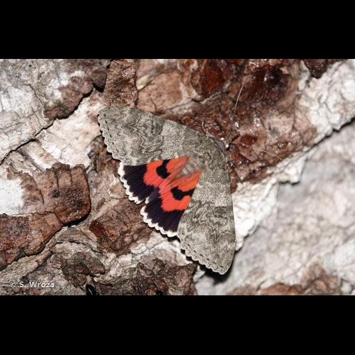 <i>Catocala nupta</i> (Linnaeus, 1767) &copy; S. Wroza