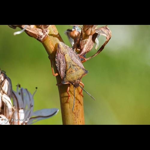 <i>Carpocoris mediterraneus atlanticus</i> Tamanini, 1958 &copy; J. Touroult