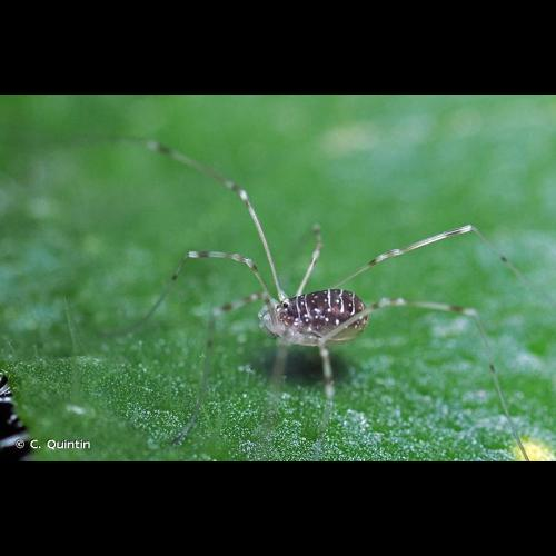 <i>Opilio canestrinii</i> (Thorell, 1876) &copy; C. Quintin