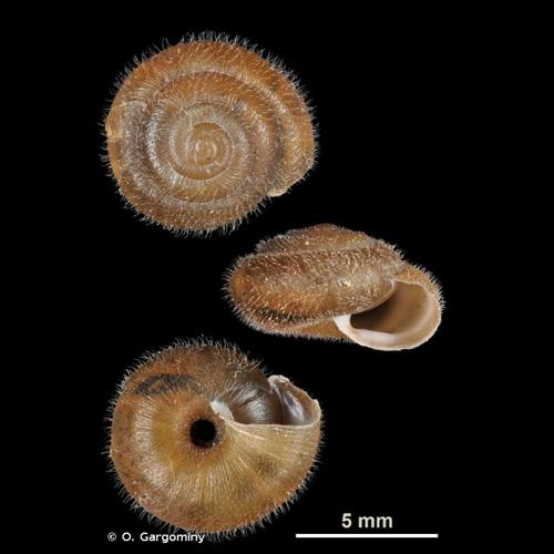 <i>Trochulus hispidus</i> (Linnaeus, 1758) &copy; O. Gargominy
