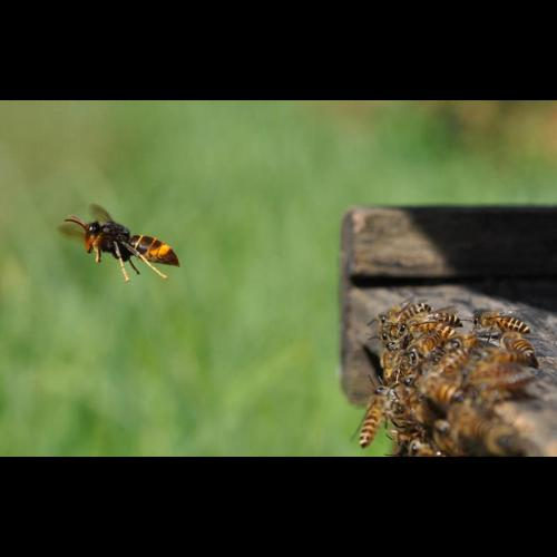 <i>Vespa velutina nigrithorax</i> du Buysson, 1905 &copy; 