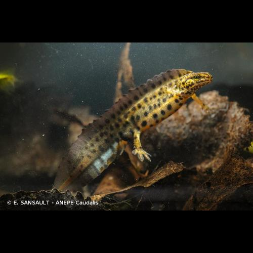 <i>Lissotriton vulgaris</i> (Linnaeus, 1758) &copy; E. SANSAULT - ANEPE Caudalis
