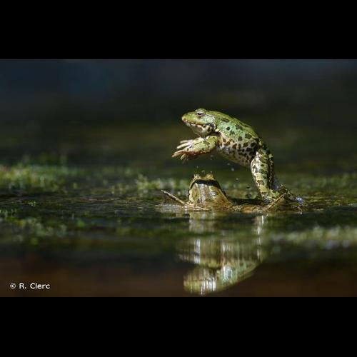 <i>Pelophylax </i>kl.<i> esculentus</i> (Linnaeus, 1758) &copy; R. Clerc