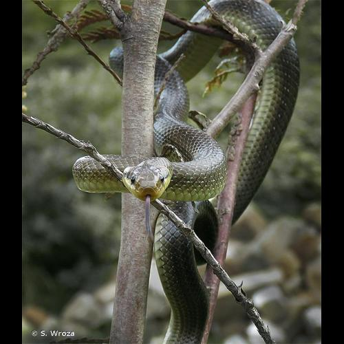 <i>Zamenis longissimus</i> (Laurenti, 1768) &copy; S. Wroza