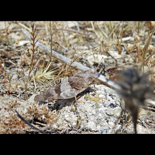 <i>Oedipoda caerulescens caerulescens</i> (Linnaeus, 1758) &copy; S. Wroza