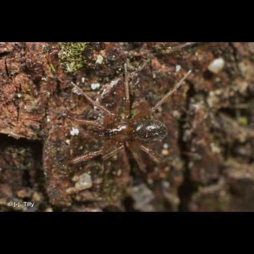 <i>Mermessus trilobatus</i> (Emerton, 1882) &copy; J-J. Tilly