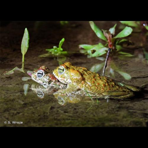 <i>Epidalea calamita</i> (Laurenti, 1768) &copy; S. Wroza