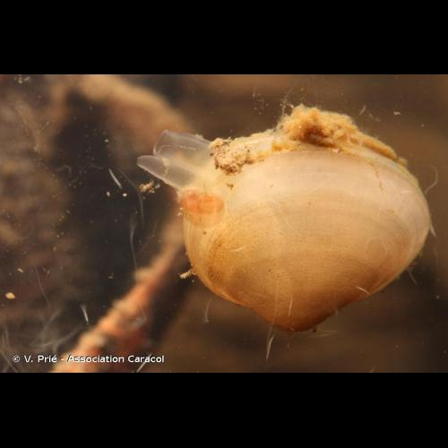 <i>Sphaerium lacustre</i> (O.F. Müller, 1774) &copy; V. Prié - Association Caracol