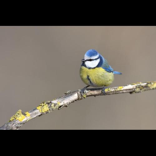 <i>Cyanistes caeruleus</i> (Linnaeus, 1758) &copy; R. Clerc