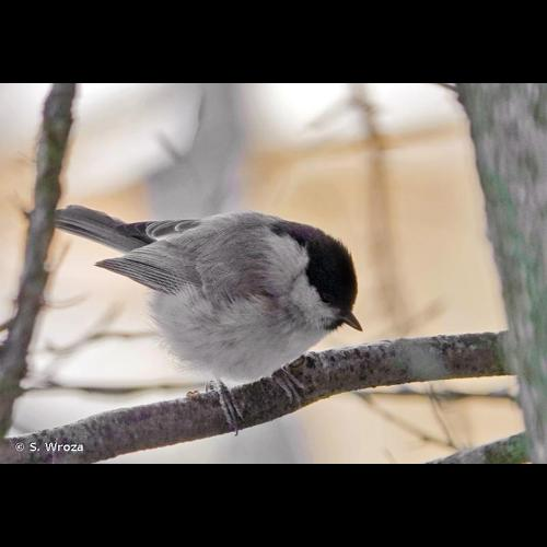 <i>Poecile palustris</i> (Linnaeus, 1758) &copy; S. Wroza