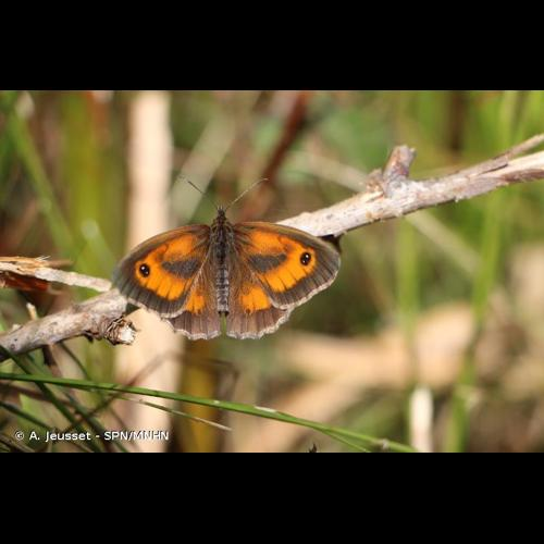 <i>Pyronia tithonus</i> (Linnaeus, 1771) &copy; A. Jeusset - SPN/MNHN