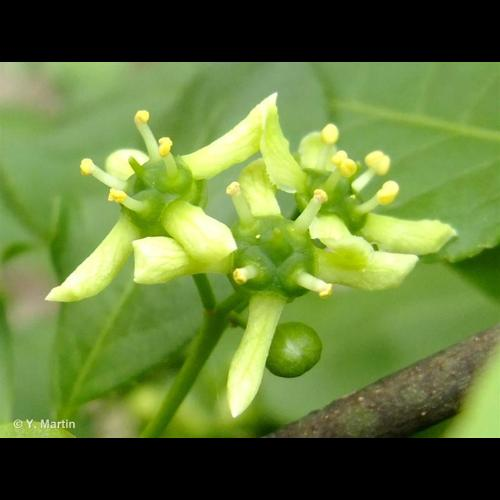 <i>Euonymus europaeus</i> L., 1753 &copy; 