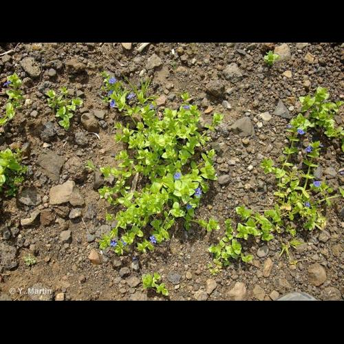 <i>Lysimachia arvensis</i> (L.) U.Manns & Anderb., 2009 &copy; 
