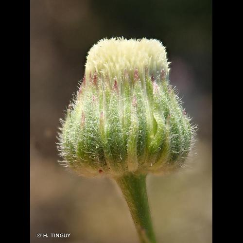 <i>Erigeron floribundus</i> (Kunth) Sch.Bip., 1865 &copy; H. TINGUY