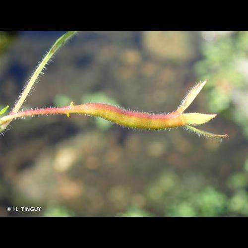 <i>Ludwigia peploides </i>subsp.<i> montevidensis</i> (Spreng.) P.H.Raven, 1964 &copy; H. TINGUY