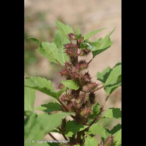 <i>Xanthium orientale </i>subsp.<i> italicum</i> (Moretti) Greuter, 2003 &copy; R. Dupré MNHN/CBNBP