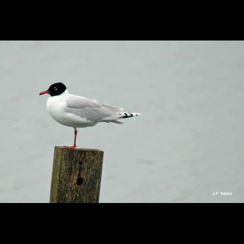 <i>Ichthyaetus melanocephalus</i> (Temminck, 1820) &copy; J.P. Siblet