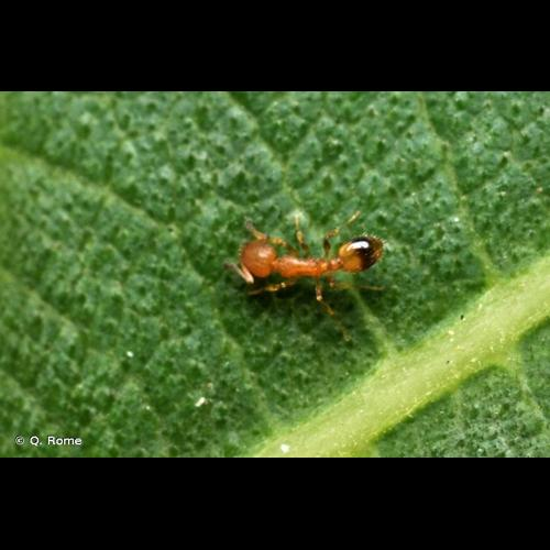 <i>Temnothorax unifasciatus</i> (Latreille, 1798) &copy; Q. Rome