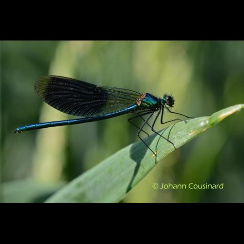 <i>Calopteryx splendens</i> (Harris, 1780) &copy; Johann Cousinard
