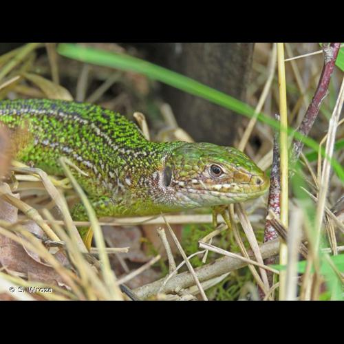 <i>Lacerta bilineata bilineata</i> Daudin, 1802 &copy; S. Wroza