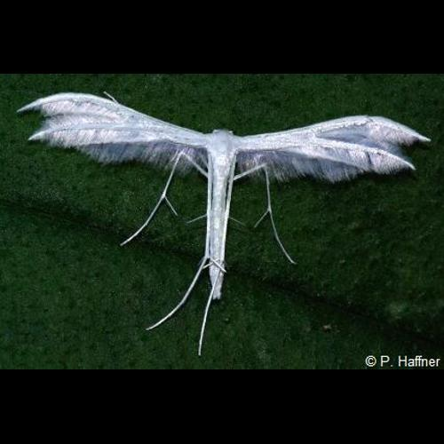 <i>Pterophorus pentadactylus</i> (Linnaeus, 1758) &copy; P. Haffner