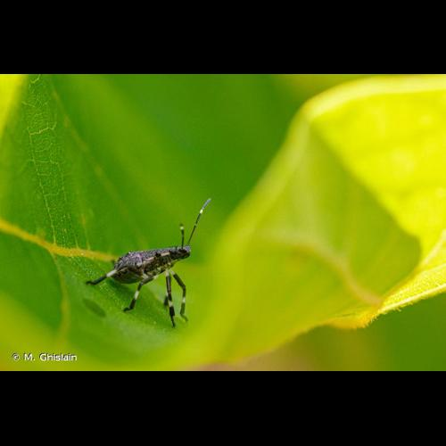 <i>Halyomorpha halys</i> (Stål, 1855) &copy; M. Ghislain
