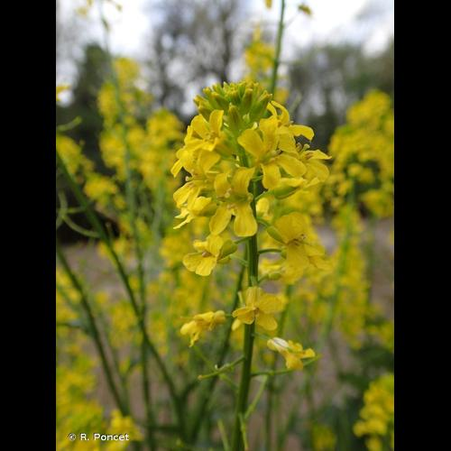<i>Barbarea vulgaris</i> W.T.Aiton, 1812 &copy; R. Poncet
