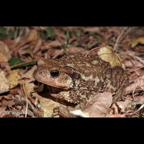 <i>Bufo spinosus</i> (Daudin, 1803) &copy; S. Wroza