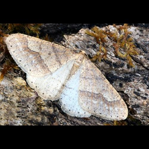 <i>Phigaliohybernia marginaria</i> (Fabricius, 1777) &copy; D. Morel