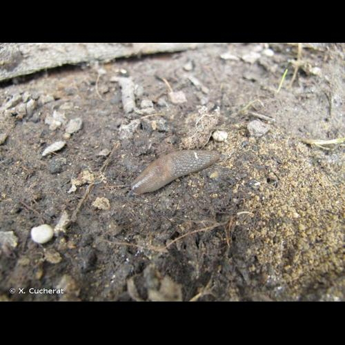 <i>Deroceras invadens</i> Reise, Hutchinson, Schunack & Schlitt, 2011 &copy; X. Cucherat