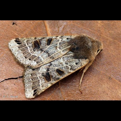<i>Anchoscelis lunosa</i> (Haworth, 1809) &copy; D. Morel