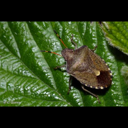 <i>Peribalus strictus vernalis</i> (Wolff, 1804) &copy; C. Quintin