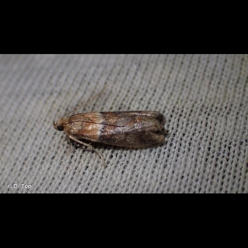 <i>Acrobasis repandana</i> (Fabricius, 1798) &copy; D. Top