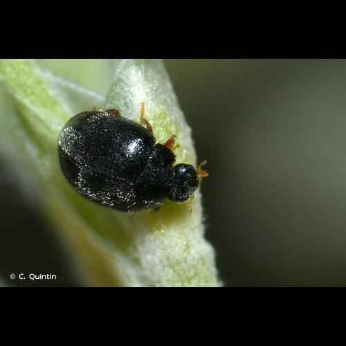 <i>Stethorus pusillus</i> (Herbst, 1797) &copy; C. Quintin