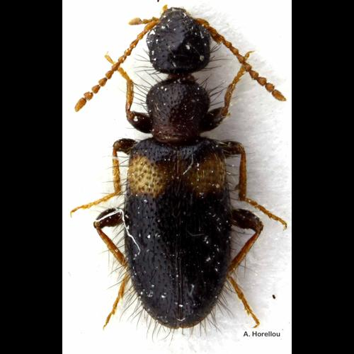 <i>Hirticollis hispidus</i> (Rossi, 1792) &copy; A. Horellou