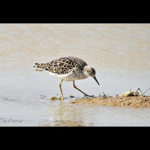 <i>Calidris pugnax</i> (Linnaeus, 1758) &copy; S. Wroza