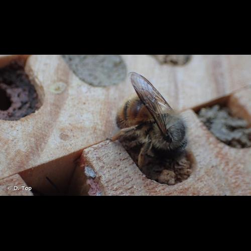 <i>Osmia bicornis</i> (Linnaeus, 1758) &copy; D. Top