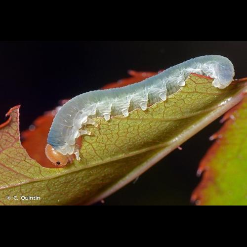 <i>Emphytus cinctus</i> (Linnaeus, 1758) &copy; C. Quintin