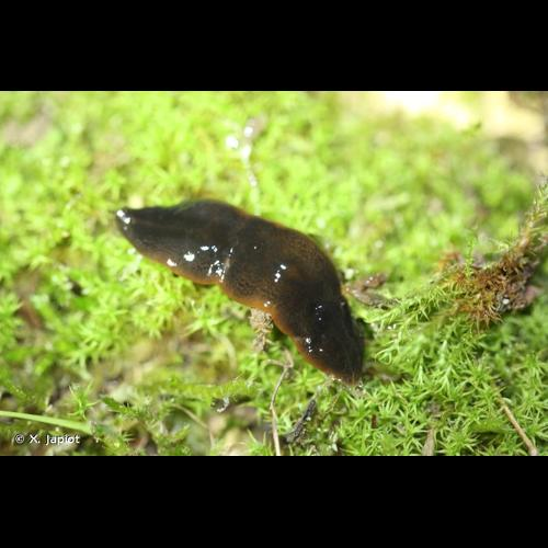 <i>Obama nungara</i> Carbayo, Álvarez-Presas, Jones & Riutort, 2016 &copy; X. Japiot