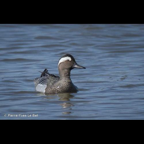 <i>Spatula querquedula</i> (Linnaeus, 1758) &copy; Pierre-Yves Le Bail