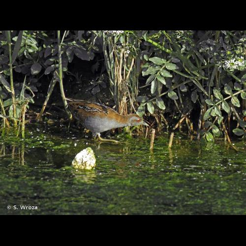 <i>Zapornia pusilla</i> (Pallas, 1776) &copy; S. Wroza