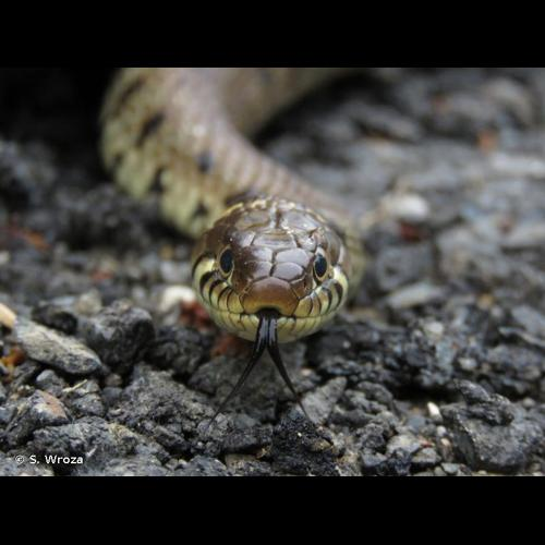 <i>Natrix helvetica helvetica</i> (Lacepède, 1789) &copy; S. Wroza