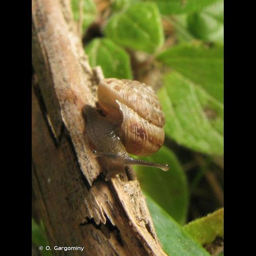 <i>Xeroplexa intersecta</i> (Poiret, 1801) &copy; O. Gargominy