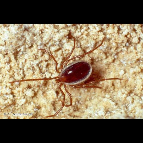 <i>Ixodes vespertilionis</i> Koch, 1844 &copy; C. Vanderbergh