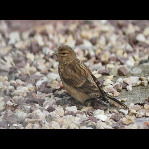 <i>Linaria cannabina</i> (Linnaeus, 1758) &copy; F. Jiguet