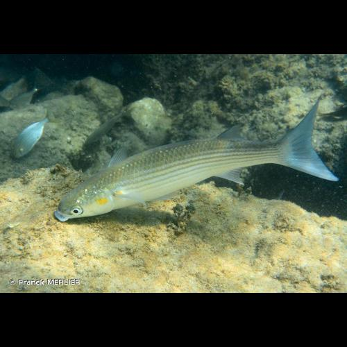 <i>Chelon auratus</i> (Risso, 1810) &copy; Franck MERLIER
