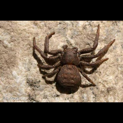 <i>Bassaniodes robustus</i> (Hahn, 1832) &copy; S. Déjean