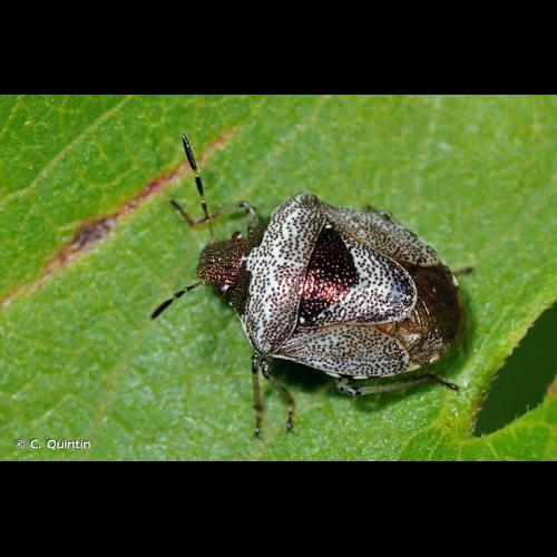 <i>Stagonomus venustissimus</i> (Schrank, 1776) &copy; C. Quintin