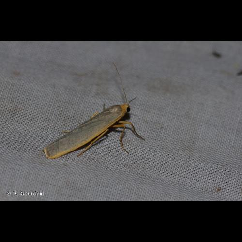 <i>Manulea complana</i> (Linnaeus, 1758) &copy; P. Gourdain